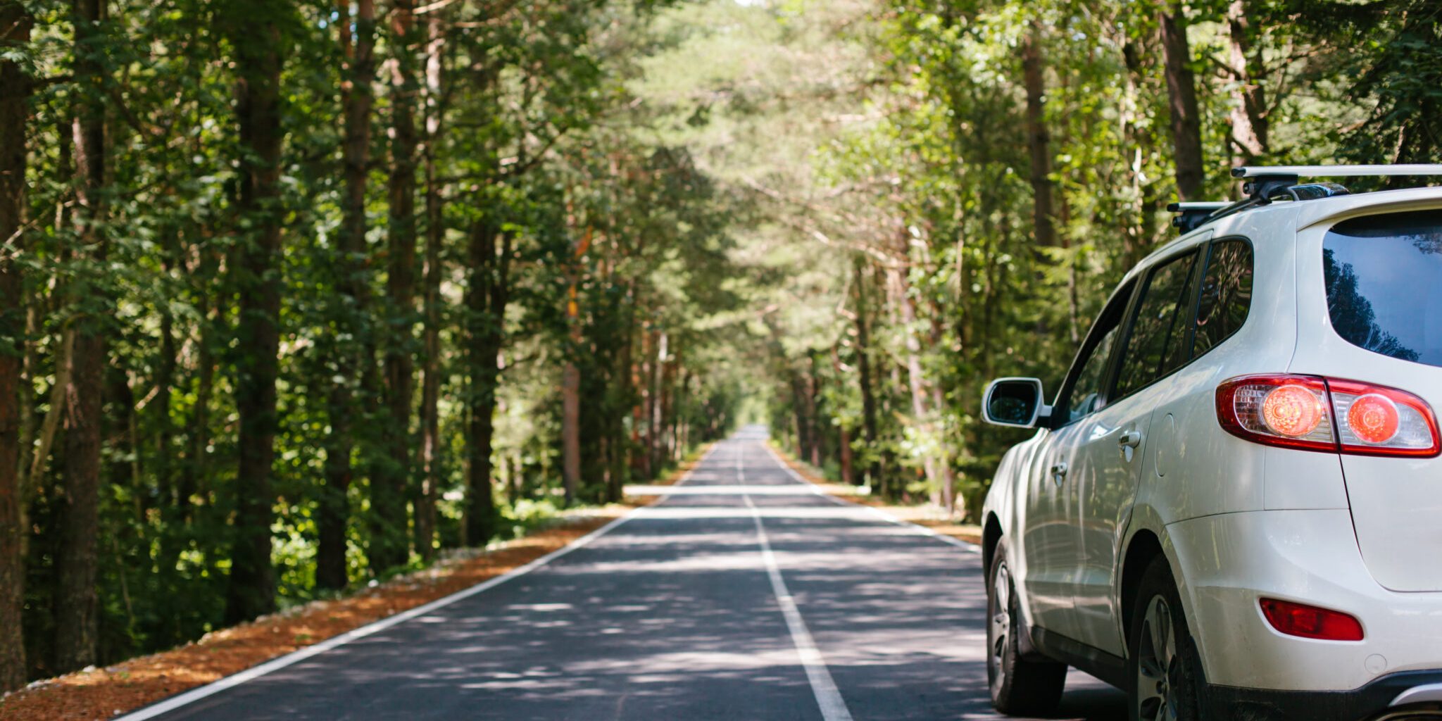 Driving car on a forest asphalt road among trees